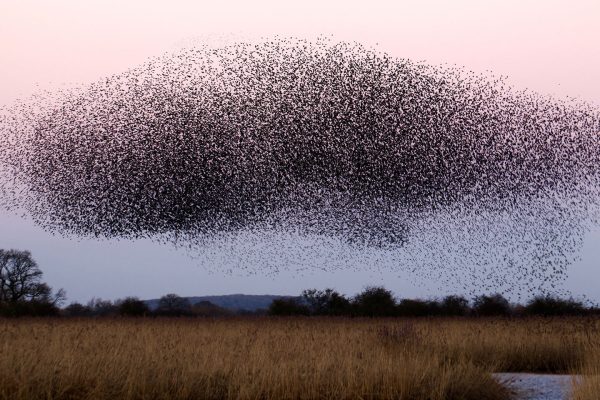 Swarm Intelligence, Kecerdasan Kolektif di Alam dan Teknologi